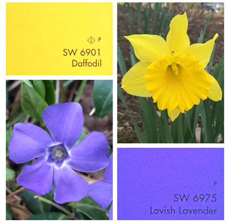 gallery-daffodil